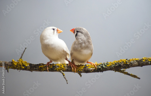 Two Zebra Finches perched on a branch. Clean blue background