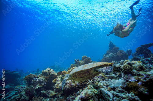 Freediver girl swimming with turtle. Underwater shot