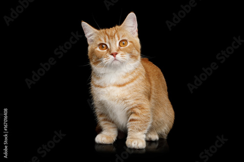 Red Munchkin Cat Sitting and Looks Curious on Isolated Black background, front view