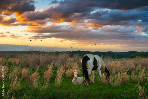 horses and scenic sunset, kentucky