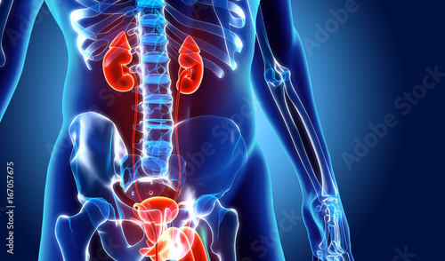 3D illustration of Urinary System, medical concept.