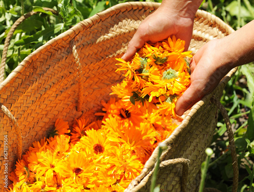 harvesting calendula flowers