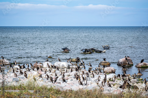 A colony of cormorant birds and seals at rocks in the Baltic sea. The island Gotska sandön Sweden.