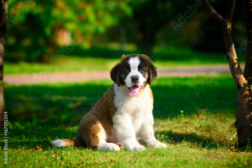 saint bernard