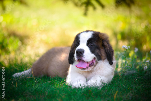 saint bernard