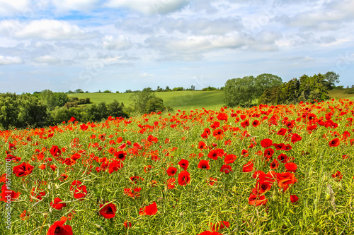 A field of poppies on Lolland, Denmark