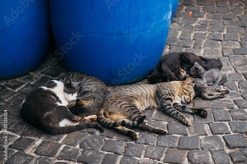 gatos callejeros