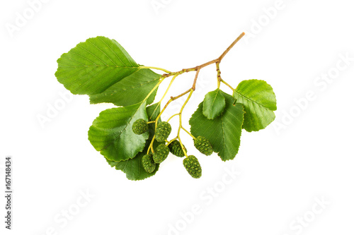 Alder leaves on white background