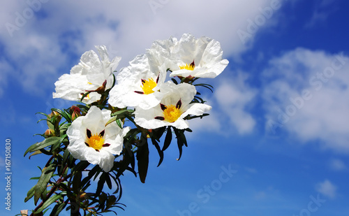 closeup of white cistus ladanifer flowers