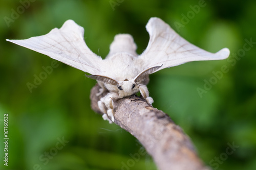 A silkmoth is holding on a wooden stick