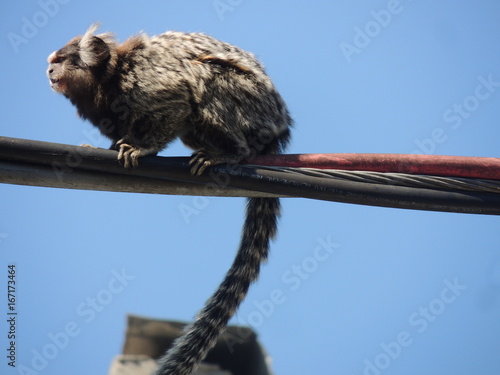 sagui macaco