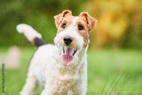 Close up shot of a happy cute fox terrier dog in the park nature animals happiness vitality concept. 