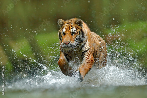 Tiger running in the water. Danger animal, tajga in Russia. Animal in the forest stream. Grey Stone, river droplet. Tiger with splash river water. Action wildlife scene with wild cat, nature habitat.
