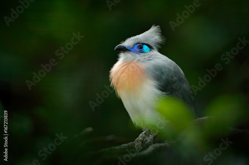 Crested Couna, Coua cristata, rare grey and blue bird with crest, in nature habitat. Couca sitting on the branch, Madagacar. Birdwatching in Africa. Bird hidden in green vegetation