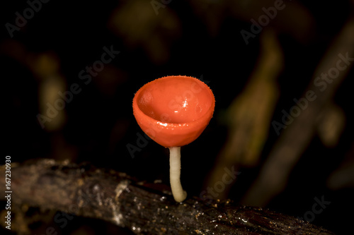 Red mushroom or Champagne mushroom in rain forest.