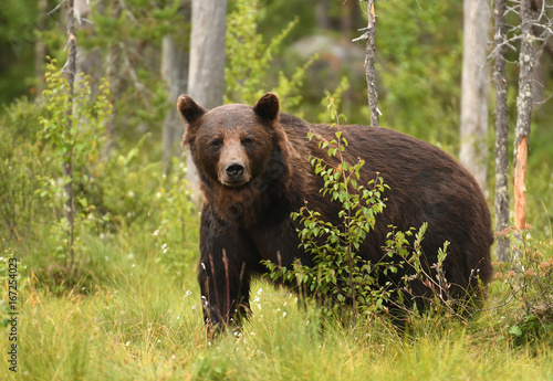 Wild brown bear (Ursus arctos)