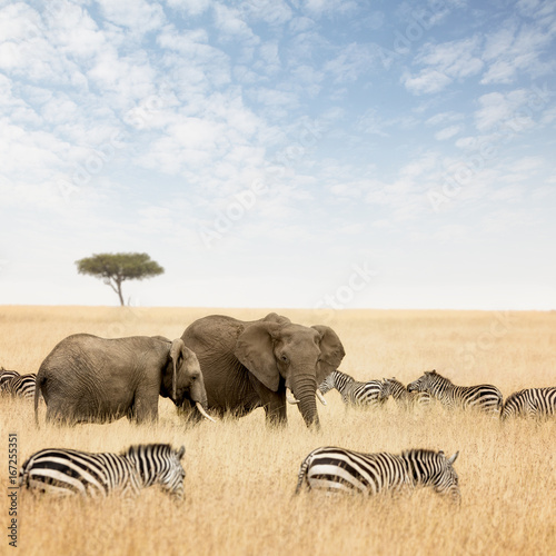 Elephants and zebras in the Masai Mara