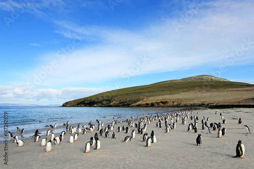 Gentoo penguins, Pygoscelis Papua, Saunders Falkland Islands Malvinas