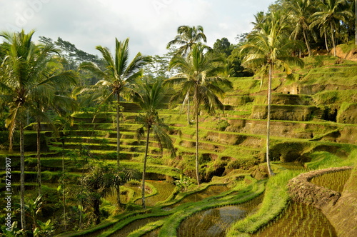 Rice terrace