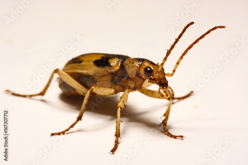 Bombardier beetles on a smooth background.