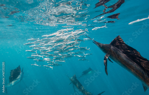 Underwater view of Atlantic sailfish feeding on sardines off the coast of Isla Mujeres, Mexico.