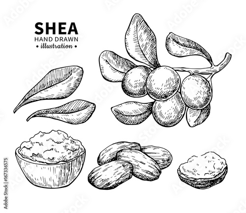 Shea butter vector drawing. Isolated vintage illustration of nuts. Organic essential oil engraved style sketch.