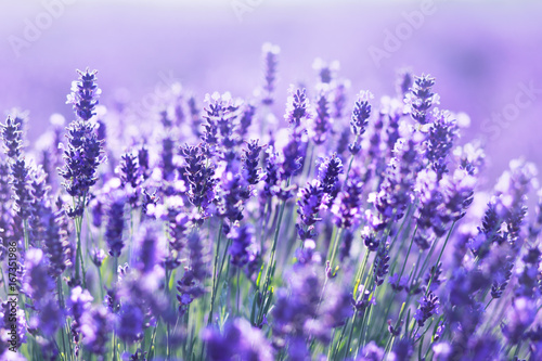 close up shot of lavender flowers