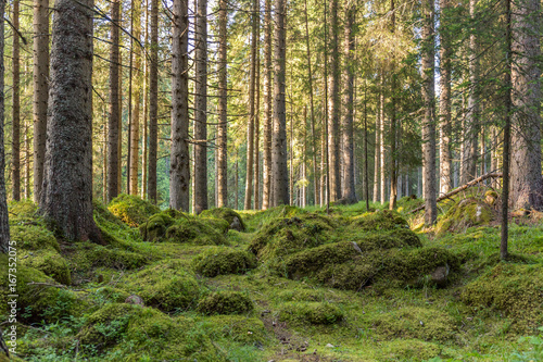 sottobosco di montagna