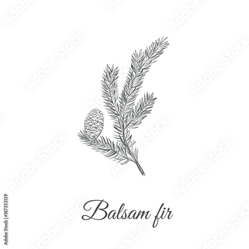 Balsamic fir sketch hand drawing. Fir balsamic (Abies balsamea) vector illustration