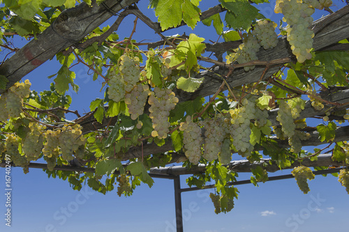 Amalfi Coast; Furore: pergola with sweet white grapes.