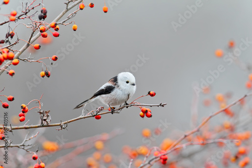 Long tailed tit posing with red berries.