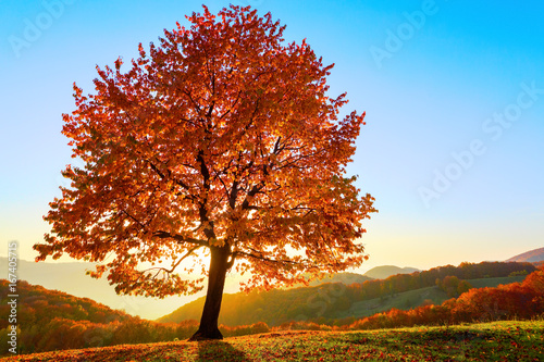 The lonely lush tree with yellow leaves with sun shinning.