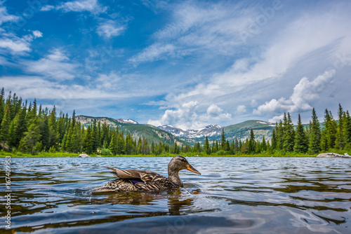 Mallard Duck at Lost Lake Colorado