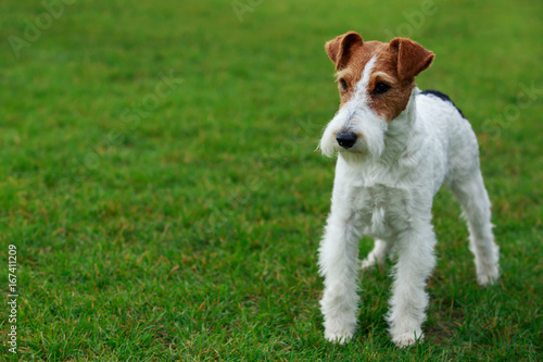 Dog breed Fox terrier