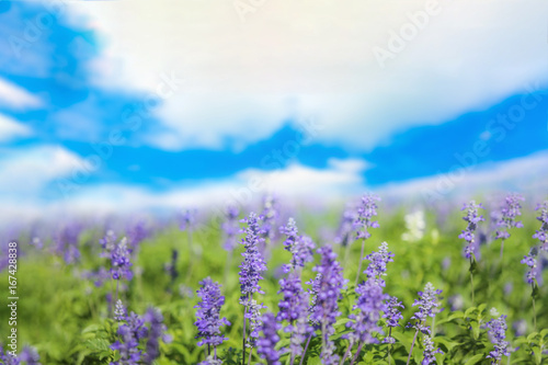 Sage or Salvia flowers in sunny garden or park against cloudy blue sky background banner for website.