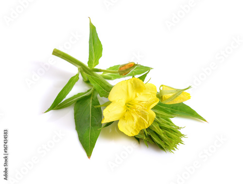 Oenothera. Common names include evening primrose, suncups, and sundrops.