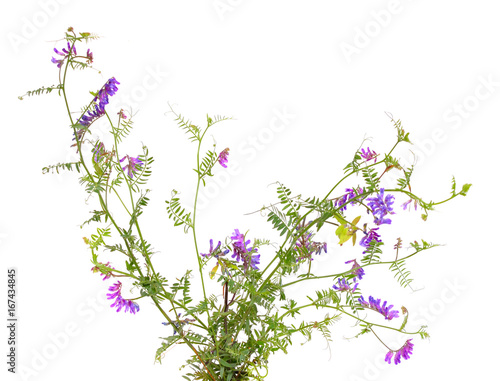 Vicia cracca (tufted vetch, cow vetch, bird vetch, blue vetch, boreal vetch)