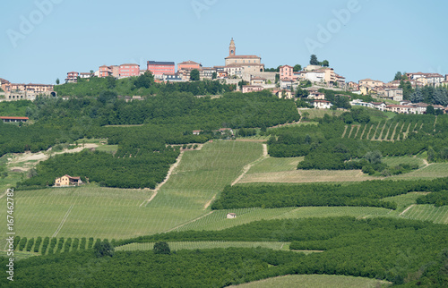 Northern Italy, Piedmont region, Viticulture in the village of Diano d'Alba