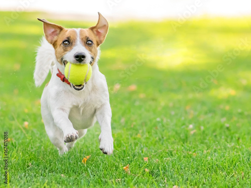 A funny dog Jack Russell Terrier running fast with a small Tennis ball on green lawn outdoor at summer day. Copy-space left