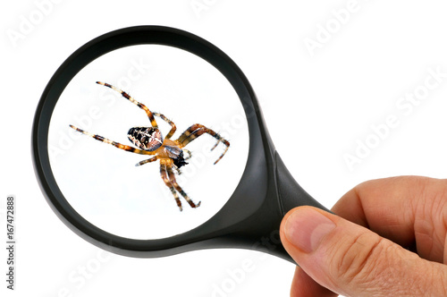Observation d'une araignée à la loupe 
