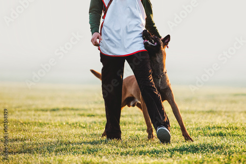 Beloved dog breed Belgian shepherd dog walks next to man and looks in the eyes. Training with raspberry on a blurred background on the field