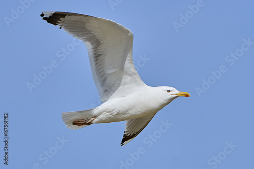 White seagull in flight