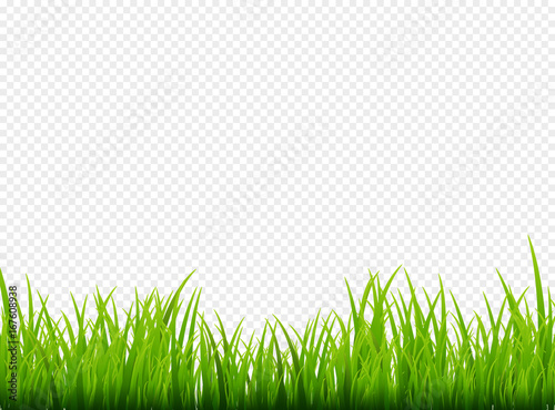 Green grass meadow border vector pattern. Spring or summer plant field lawn. Grass background