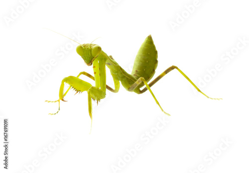 Mantis on white background. Closeup image of mantis. Soothsayer or mantis green insect. Mantis head and arms. Grass green Mantodea from tropical nature. Mantis isolated