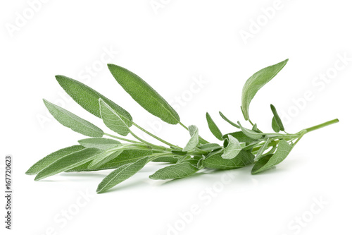 Single fresh harvested organic sage twig over white