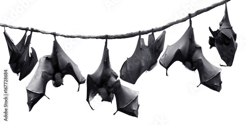Group of bats hanging on rope