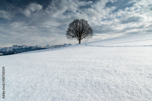 Schneeflocken in Winter-Landschaft mit einsamem Baum