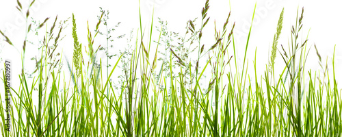trawy, źdźbła trawy, łąka na białym tle