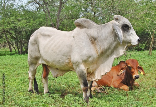 Brahman Bull and Cow