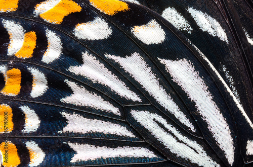 Close-up Common Mime ,Papilio clytia clytia (Linnaeus, 1758), Butterfly wings, butterfly wings detail texture background